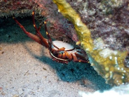 IMG 8919 Nimble Spray Crab